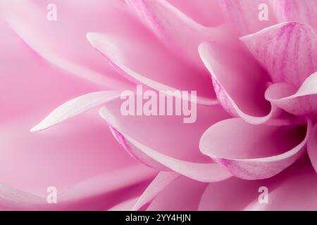 Une vue rapprochée capturant les textures délicates et les teintes roses vibrantes des pétales de la fleur de chrysanthème. L'image met en valeur la lumière subtile de jeu A. Banque D'Images