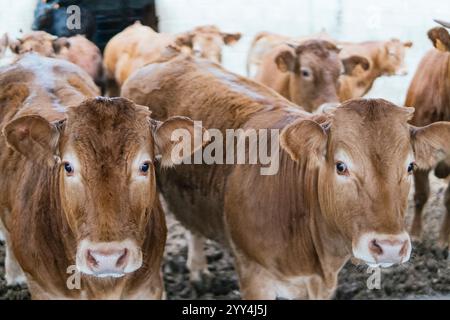 Gros plan de visages de bovins bruns avec une vache curieusement regardant et d'autres en arrière-plan à l'intérieur d'une grange. Banque D'Images