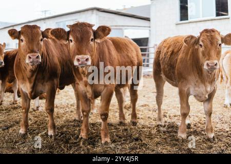 Un troupeau de vaches brunes debout ensemble, apparaissant curieux, dans une ferme rustique avec une ferme en arrière-plan. Banque D'Images