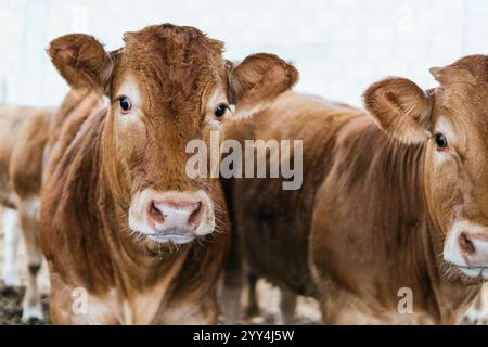 Un gros plan de deux vaches brunes avec des expressions curieuses face à la caméra dans une ferme. Banque D'Images