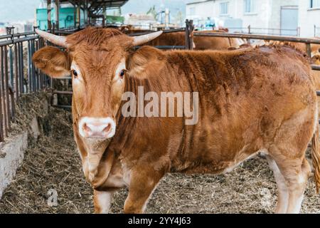 Une curieuse vache brune avec des marques blanches regarde directement à la caméra tout en se tenant dans un enclos à une ferme, avec d'autres vaches en arrière-plan. Banque D'Images
