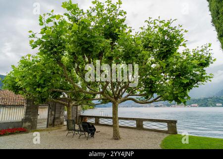 Une scène paisible au bord du lac de Garde, en Italie, avec deux bancs à l'ombre d'arbres verdoyants. Une personne se détend tout en profitant du tranqui Banque D'Images