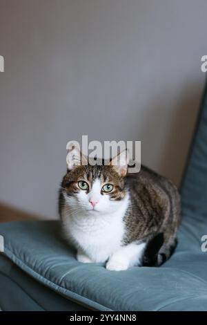 chat tabby gris blanc mignon assis sur le canapé sur fond isolé. Copier l'espace Banque D'Images