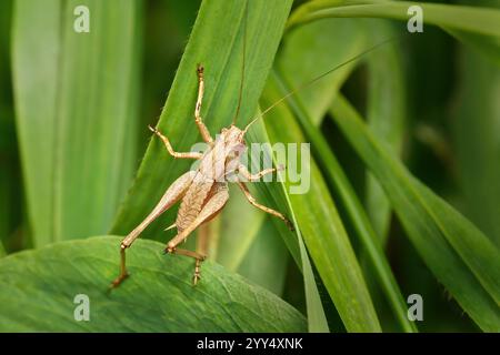 Femelle de griseoaptera (PHolidoptera griseoaptera) grimpant sur des feuilles vertes Banque D'Images