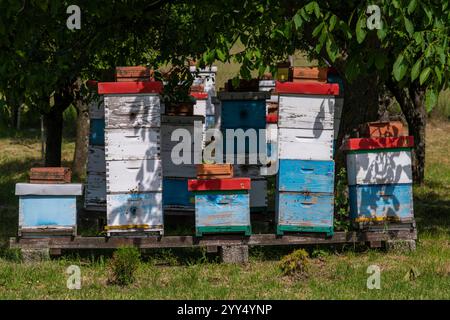 Une rangée de ruches d'abeilles dans un champ de fleurs avec un verger derrière. Ruches d'abeilles dans le rucher. Ruches colorées en bois peintes avec des abeilles actives Banque D'Images
