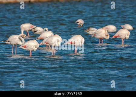 Un troupeau de grand flamant rose (Phoenicopterus roseus) pataugant dans une piscine d'eau cherchant de la nourriture. Photographié en Israël Banque D'Images