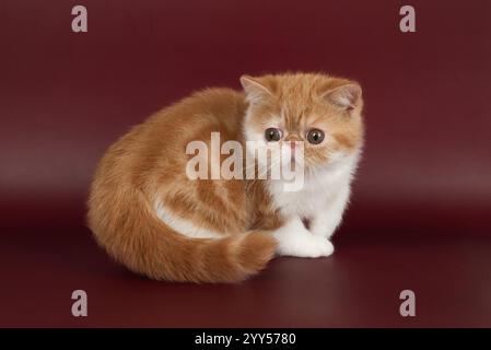petit beau chaton rouge exotique sur un fond bordeaux dans le studio. La couleur du chaton persan est rouge avec du blanc Banque D'Images