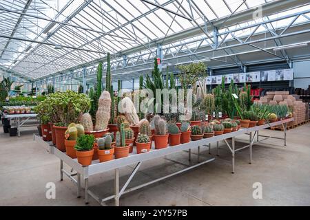 Gleizé (centre-est de la France) : fleurs et plantes en vente à Serres Caladoises. Cactus Banque D'Images