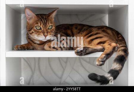 Chat Bengale couché sur une étagère blanche. Chat domestique mignon reposant sur une étagère. Banque D'Images
