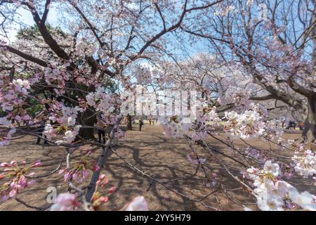Belle observation des cerisiers en fleurs ou Hanami à Ueno Park, Tokyo, les Japonais considèrent important. Cette fleur fleurit seulement une fois par an, seulement au printemps. Banque D'Images
