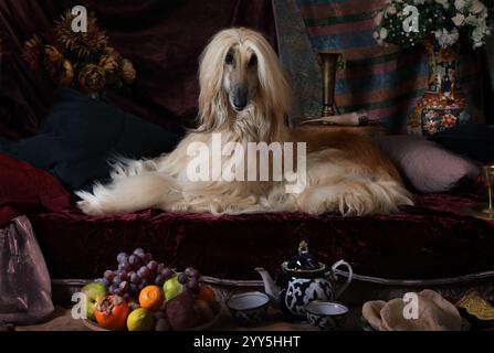 Chien de chasse afghan dans l'intérieur de style arabe avec des fleurs et des fruits Banque D'Images