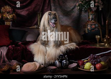 Chien de chien de chien afghan gracieux dans l'intérieur de style arabe avec des fruits et des fleurs Banque D'Images