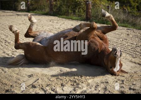 Cheval roulant dans le sable, Autriche, Europe Banque D'Images