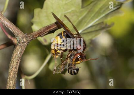 Frelon avec abeille en soie lierre tenant la proie dans les jambes regardant juste devant la feuille verte Banque D'Images