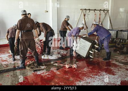 Découpe d’un dromadaire abattu (camelus dromedarius), abattage de chameaux, abattoir de Salalah, Dhofar, Oman, Asie Banque D'Images