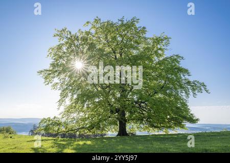 Hêtre européen (Fagus sylvatica), solitaire en contre-jour avec étoile solaire, ciel bleu, Thuringe, Allemagne, Europe Banque D'Images