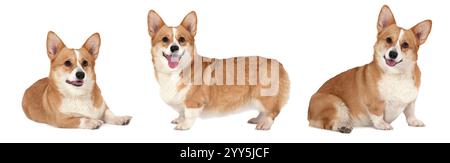Collage photo de chien gallois corgi Pembroke, studio tourné sur fond blanc Banque D'Images