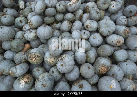 Citrouilles empilées à vendre, Crown-Prince, Butternuts, Bavière, Allemagne, Europe Banque D'Images