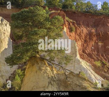 PIN d'Alep (Pinus halepensis) et roche ocre Colorado de Rustrel, Rustrel, département du Vaucluse, France, Europe Banque D'Images