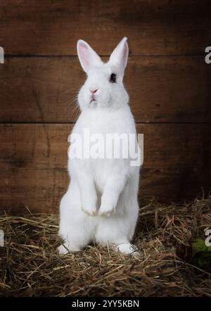 Lapin moelleux blanc drôle debout sur les pattes arrière à l'intérieur Banque D'Images