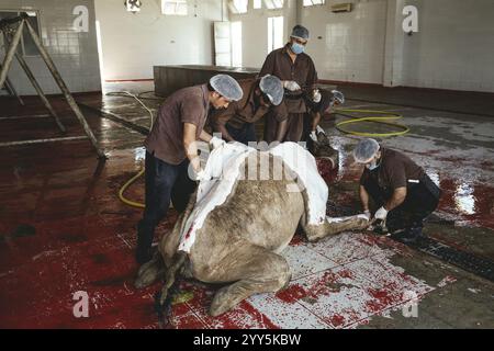 Découpe d’un dromadaire abattu (camelus dromedarius), abattage de chameaux, abattoir de Salalah, Dhofar, Oman, Asie Banque D'Images