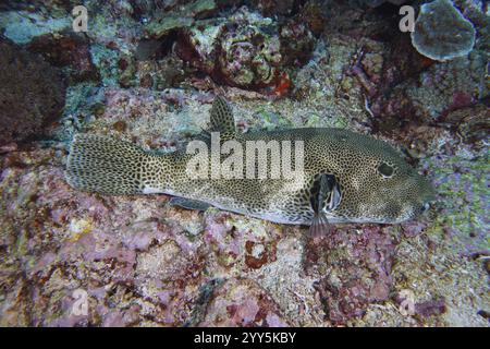 Un poisson-pouf géant (Arothron stellatus) se trouve bien camouflé sur un fond de récif corallien, site de plongée Toyapakeh, Nusa Ceningan, Nusa Penida, Bali, Indonésie Banque D'Images