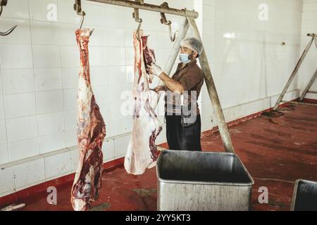 Découpe d’un dromadaire abattu (camelus dromedarius), abattage de chameaux, abattoir de Salalah, Dhofar, Oman, Asie Banque D'Images