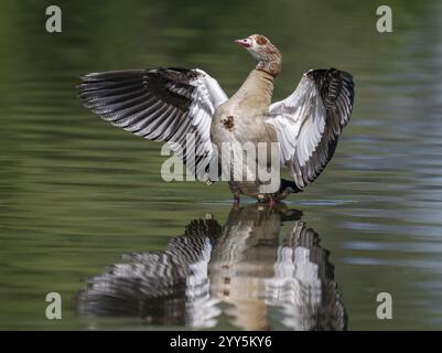 Oie égyptienne (Alopochen aegyptiacus) debout dans les eaux peu profondes d'un étang et battant ses ailes, Thuringe, Allemagne, Europe Banque D'Images