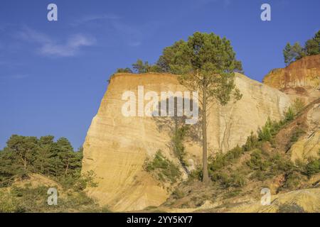 PIN d'Alep (Pinus halepensis) et roche ocre Colorado de Rustrel, Rustrel, département du Vaucluse, France, Europe Banque D'Images