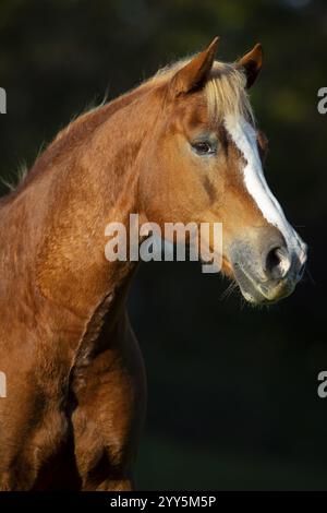 Portrait de Haflinger Gelding en automne sur le pâturage, Autriche, Europe Banque D'Images