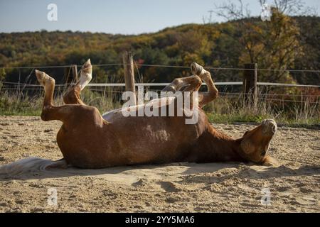 Cheval roulant dans le sable, Autriche, Europe Banque D'Images