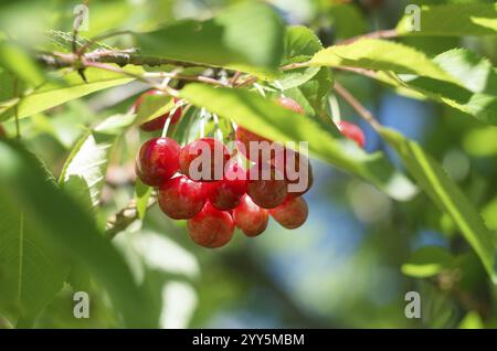Cerises rouges mûres de l'arbre. Cerises douces sur une branche juste avant la récolte au début de l'été. Délicieuses cerises juteuses suspendues dans l'arbre. Bulgarie Banque D'Images