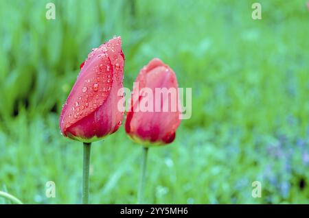 Gros plan de deux tulipes rouges recouvertes de rosée sur un fond vert luxuriant, 16.12.2024 Banque D'Images