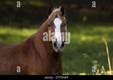 Haflinger Gelding sur le pâturage en automne, Autriche, Europe Banque D'Images