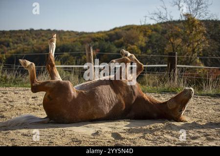 Cheval roulant dans le sable, Autriche, Europe Banque D'Images