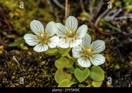 Feuille de coeur de marais (Parnassia palustris), Hornafjoerdur, SuÃ°urland, Islande, Europe Banque D'Images