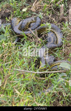 Anaconda jaune (Eunectes notaeus), également connu sous le nom d'anaconda du Paraguay ou anaconda du sud, boa (Boidae), serpent constricteur, petits compagnons mâles avec beaucoup Banque D'Images