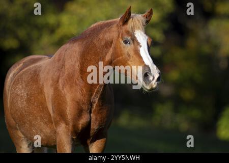 Portrait de Haflinger Gelding en automne sur le pâturage, Autriche, Europe Banque D'Images