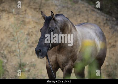Jument de cheval de quart sur le licol en portrait, Autriche, Europe Banque D'Images