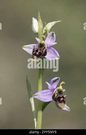 Snipe Orchid, Ophrys scolopax, ragwort, fleur, rare, orchidée Banque D'Images