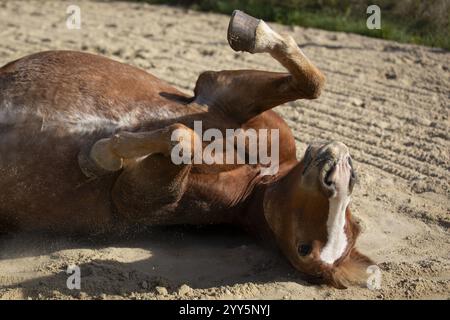 Cheval roulant dans le sable, Autriche, Europe Banque D'Images