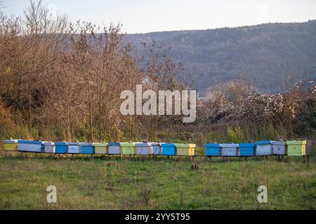 Une rangée de ruches d'abeilles dans un champ de fleurs avec un verger derrière. Ruches d'abeilles dans le rucher. Ruches colorées en bois peintes avec des abeilles actives. Banque D'Images