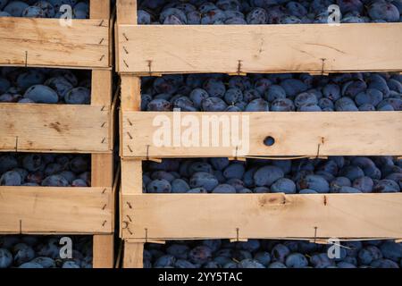 Gros tas de prunes bleues dans des caisses en bois au marché de rue, fraîchement récoltées. Arrière-plan naturel. Banque D'Images