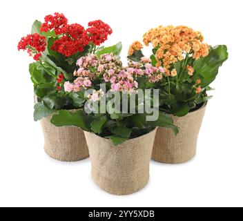 Belles fleurs de kalanchoe dans des pots isolés sur blanc Banque D'Images