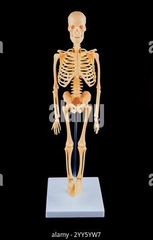 Modèle de squelette humain réaliste affiché avec une base claire sur fond noir, adapté aux études d'anatomie et à des fins éducatives. Banque D'Images