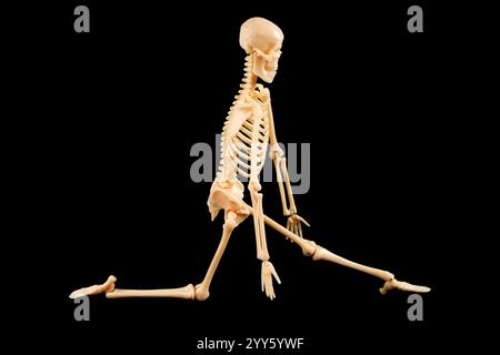 Modèle de squelette humain positionné dans une pose fractionnée sur un fond noir, idéal pour les études d'anatomie et les démonstrations de flexibilité. Banque D'Images