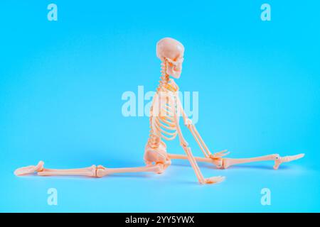 Vue latérale dynamique d'un squelette humain dans une pose d'étirement sur un fond bleu vif, idéal à des fins éducatives en anatomie et fitness. Banque D'Images