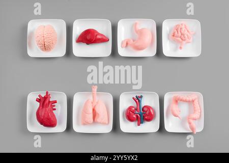 Disposition de modèles anatomiques représentant divers organes humains sur plaques. Convient aux contextes éducatifs et médicaux. Banque D'Images