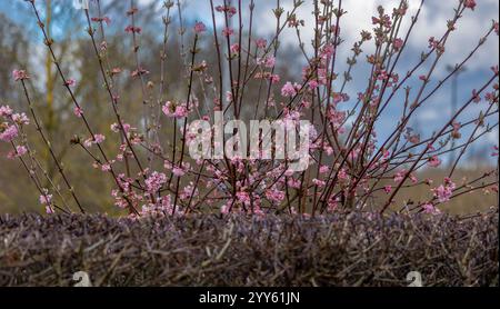 Boule de neige d'hiver (Viburnum bodnantense Dawn) Banque D'Images