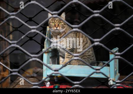 Un chat domestique mignon avec les yeux verts assis dans la vitrine fermée d'un magasin d'antiquités, posant derrière le verre et la grille, regardant dehors. Banque D'Images